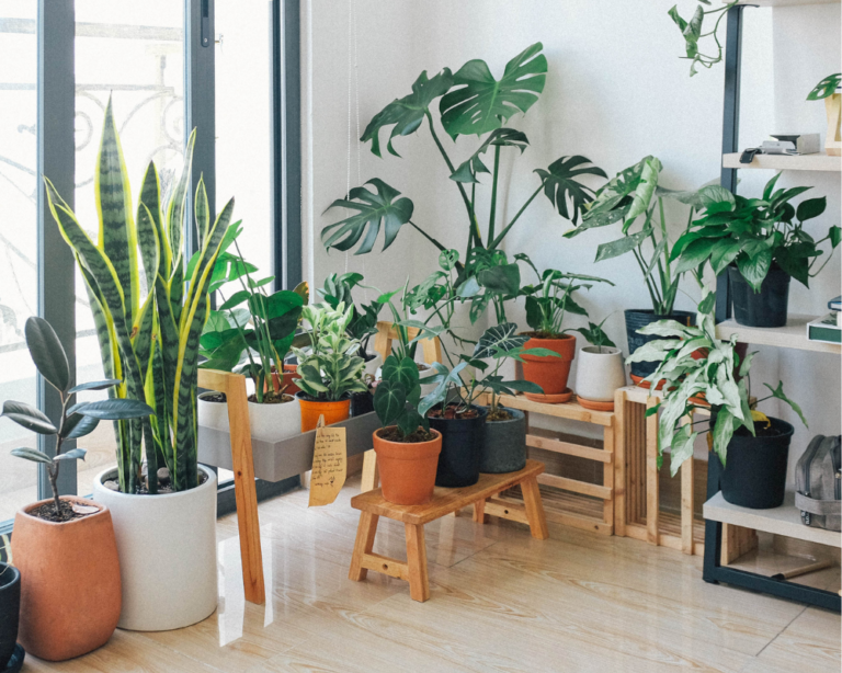 Air-purifying plants