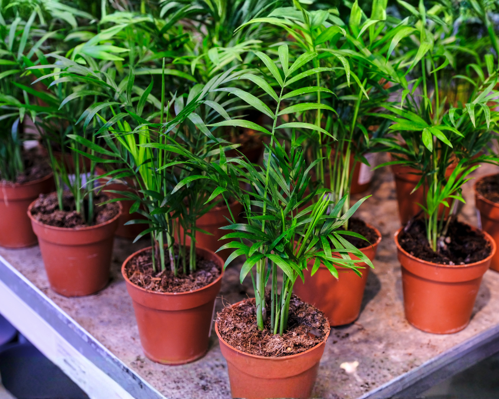 bamboo palm