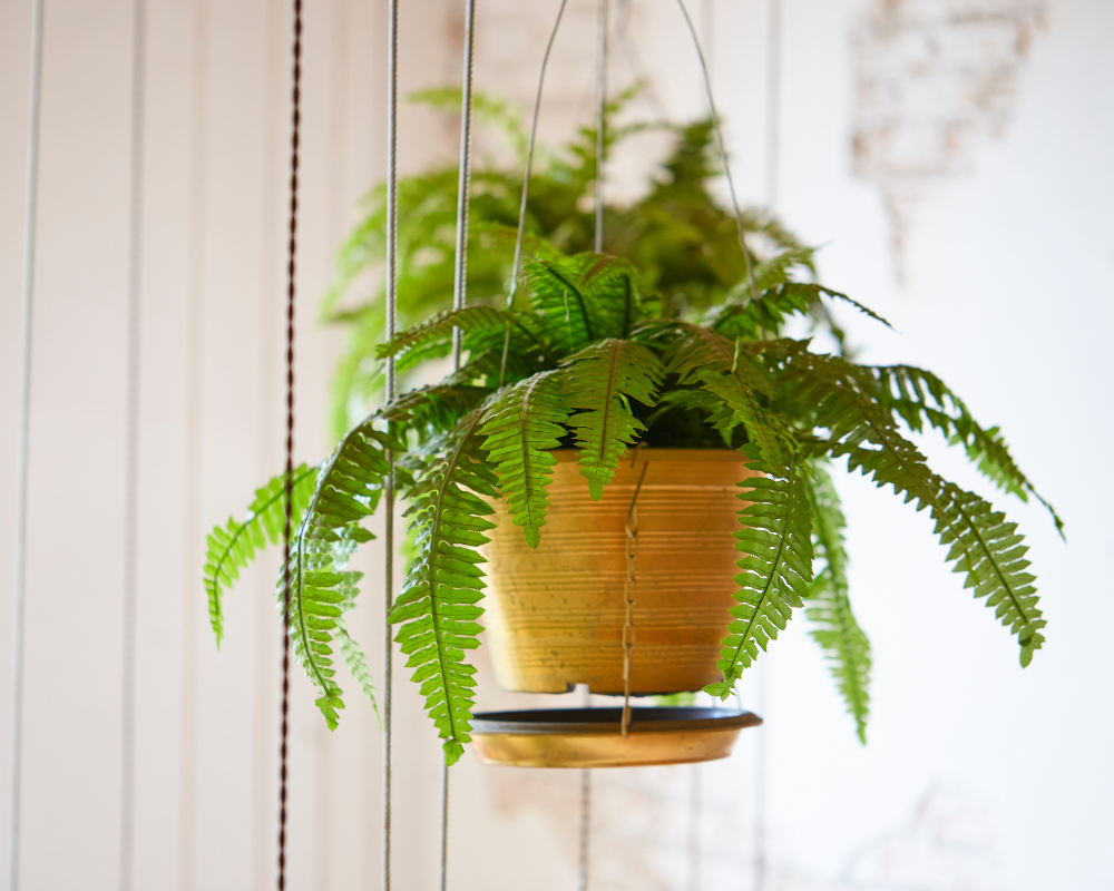 Air-purifying plants- Boston Fern