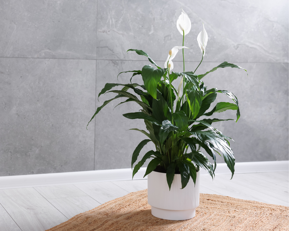 peace lily