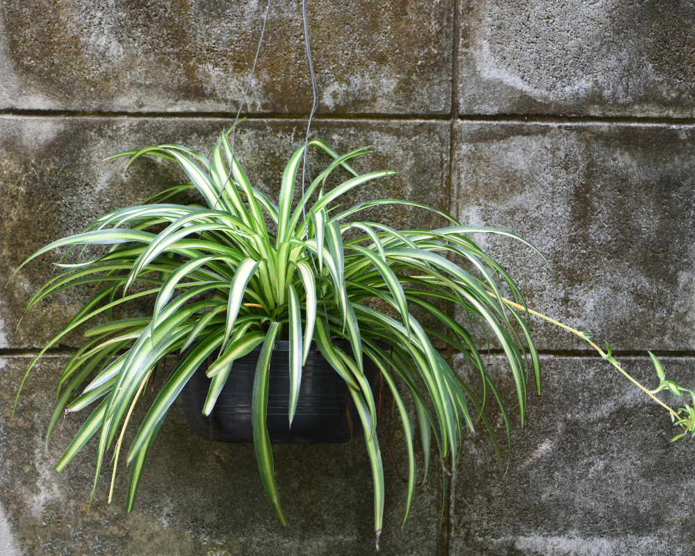 spider plant